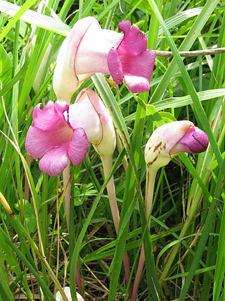 <i>Aeginetia</i> Genus of flowering plants