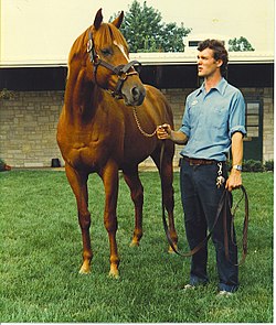 Affirmed at Spendthrift Farm 1981.jpg