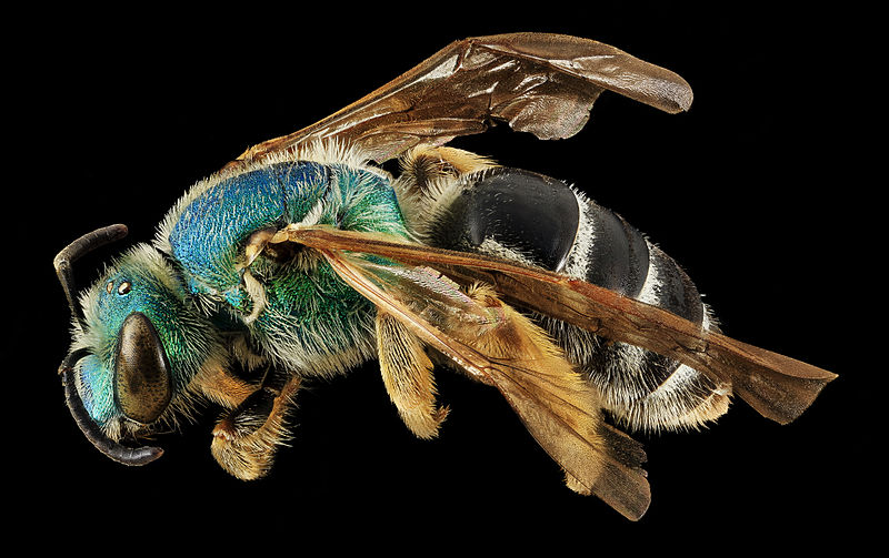 File:Agapostemon coloradinus, F, side 1, Shannon Co., S. Dakota 2014-01-09-14.42.33 ZS PMax (12229931034).jpg