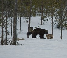 The long inland mountain range with alpine tundra and subarctic forest is part of the core area for  wolverine in western Europe.