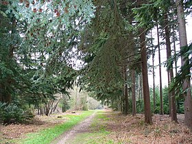 Az Alice Holt Forest című cikk szemléltető képe