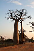 Allée des baobabs