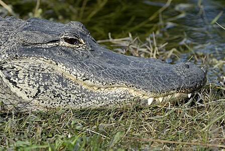 American Alligator (Alligator mississippiensis), Turner River, Everglades City
