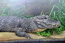 La tête et la partie avant du corps de l'alligator chinois parmi l'herbe à côté de l'eau