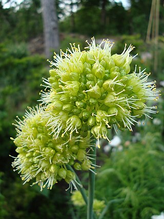 <i>Allium obliquum</i> Species of flowering plant