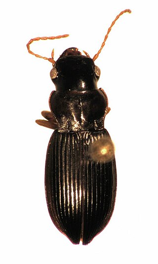 <i>Allocinopus</i> Genus of beetles