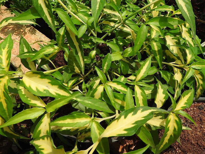 File:Alternanthera bettzickiana green yellow-1-yercaud-salem-India.jpg