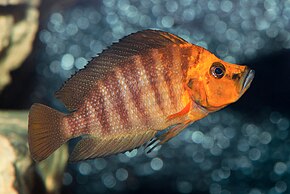 Resmin açıklaması Altolamprologus compressiceps - Karlsruhe Zoo 01.jpg.