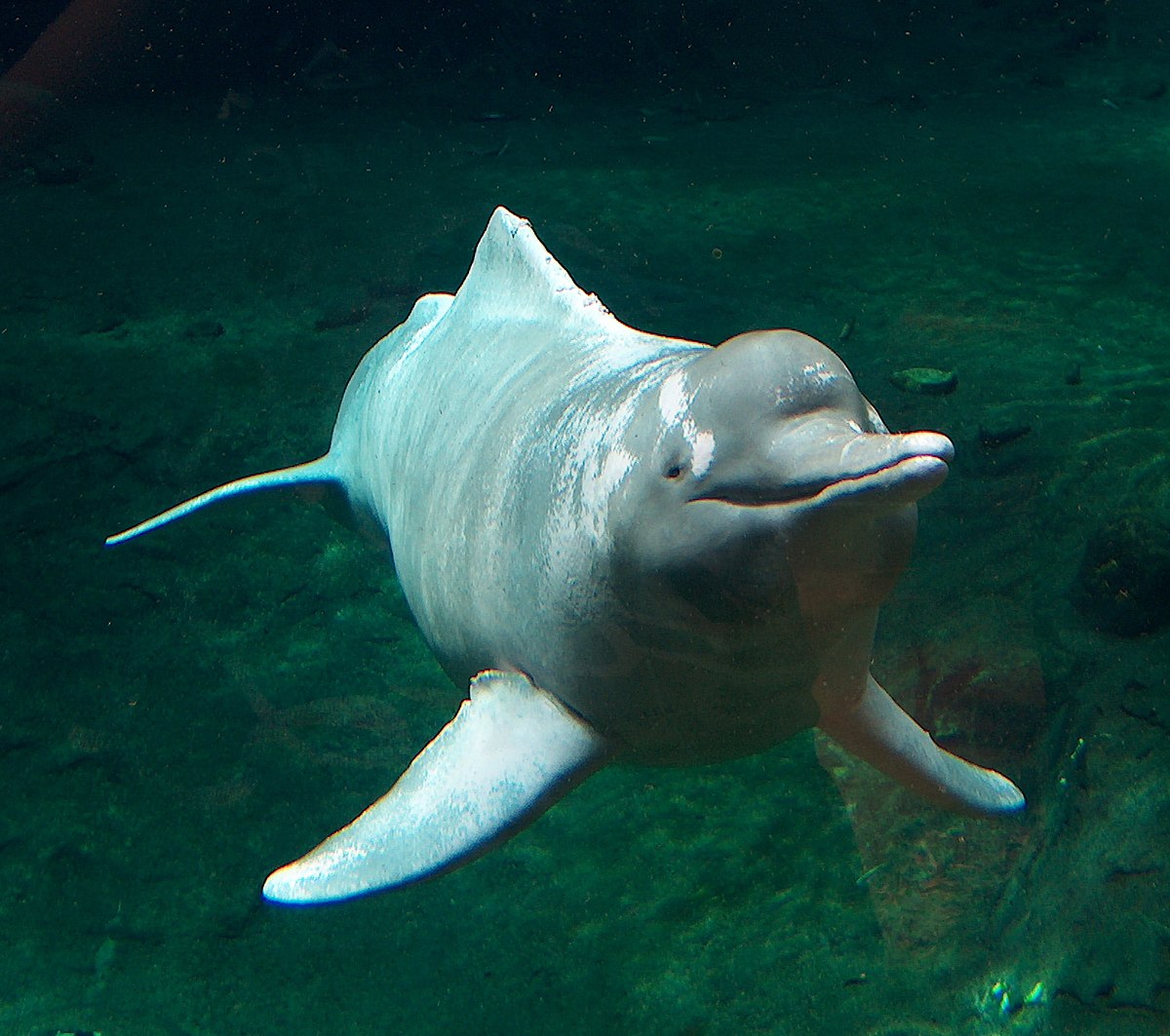 Амазонский дельфин — Википедия