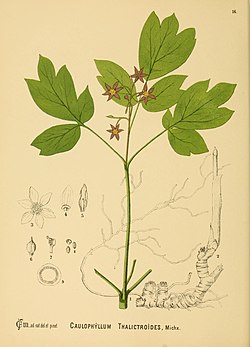 Amerikansinisiemen (Caulophyllum thalictroides)