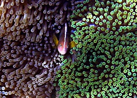 File:Amphiprion akallopisos.jpg