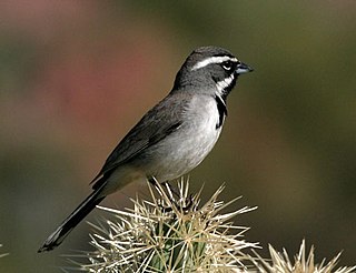 <span class="mw-page-title-main">Black-throated sparrow</span> Species of bird