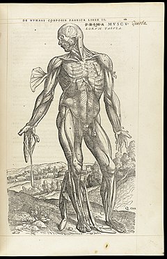 Anatomía artística - Wikipedia, la enciclopedia libre