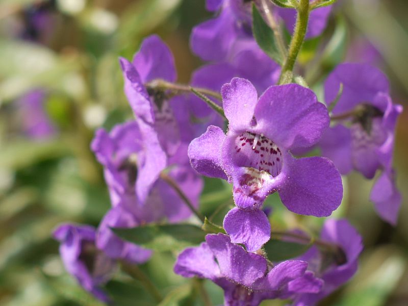 File:Angelonia angustifolia (4203123128).jpg