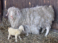 https://upload.wikimedia.org/wikipedia/commons/thumb/1/1c/Angora_goat_with_young..jpg/220px-Angora_goat_with_young..jpg