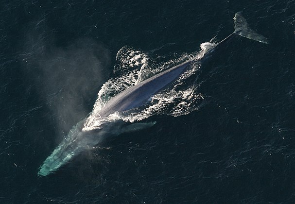 Endangered blue whale, largest animal ever[39]