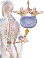 Annulus Fibrosus.png