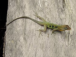 Mountain ecotype. Near Syndicate Waterfall, Dominica. Anolis oculatus montanus.jpg