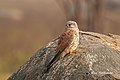 Another shot of the Common Kestrel (49178702972).jpg