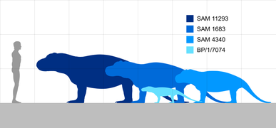 Size comparison of Anteosaurus