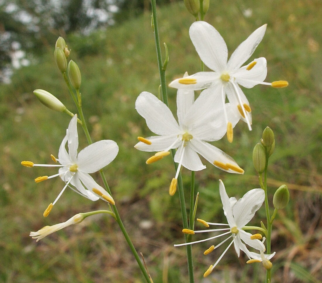 Hałžkata lilijanka