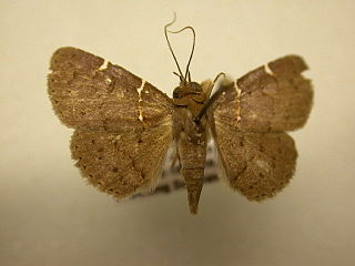 <i>Antiblemma anguinea</i> Species of moth