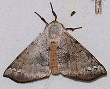 Apatelodid Moth (Apatelodes anna) (26175179167) .jpg