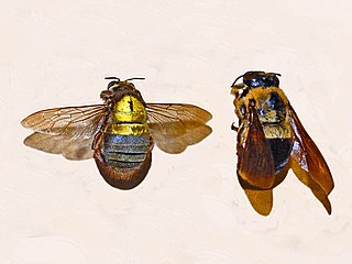 <i>Xylocopa africana</i> Species of bee