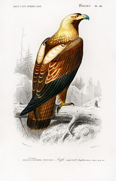 File:Aquila heliaca(Eastern imperial eagle).jpg