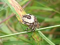 Araneus marmoreus