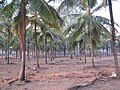 Area Behind Hindustan Lever BrookFields Office