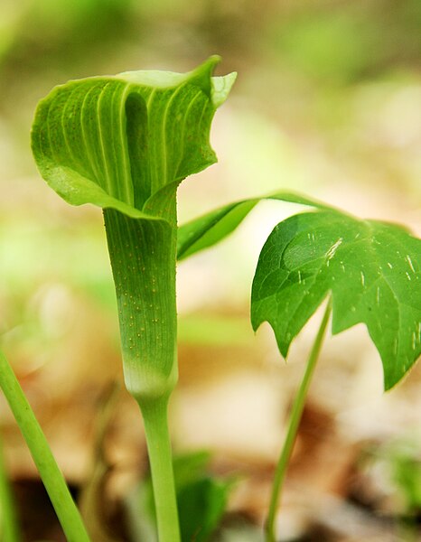 File:Arisaema triphyllum flower 2.jpg