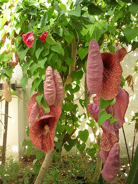 File:Aristolochia gigantea II.JPG