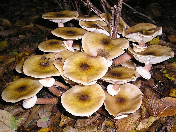 Armillaria mellea