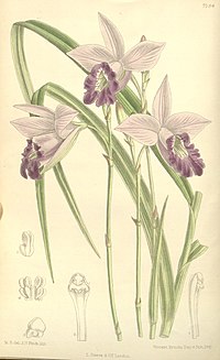 Arundina graminifolia, ilustracija