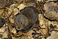 southwestern water vole