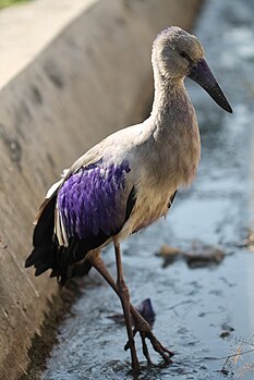 Asian Openbill in Guwahati.jpg