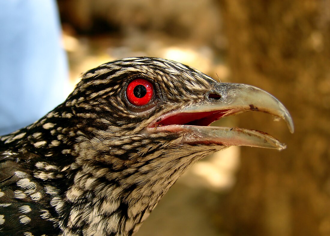 File:Asian koel (close-up).jpg