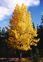 Populus tremuloides