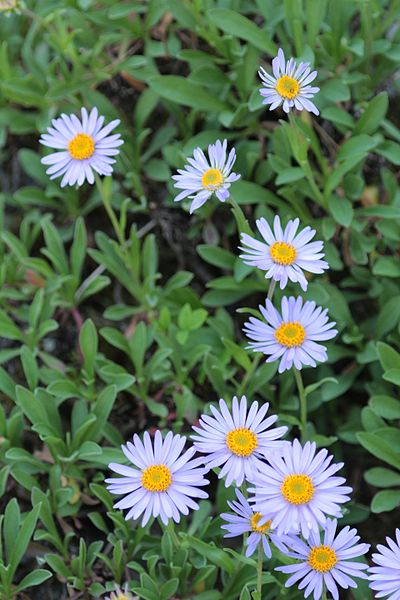 File:Aster alpinus L. (Asteraceae)-3F.JPG