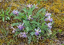 Astragalus bibullatus Kaldari 05.jpg 