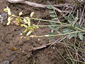 Astragalus curvicarpus (4049567865).jpg