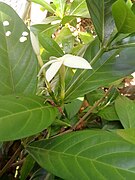 Flowers with calyx visible