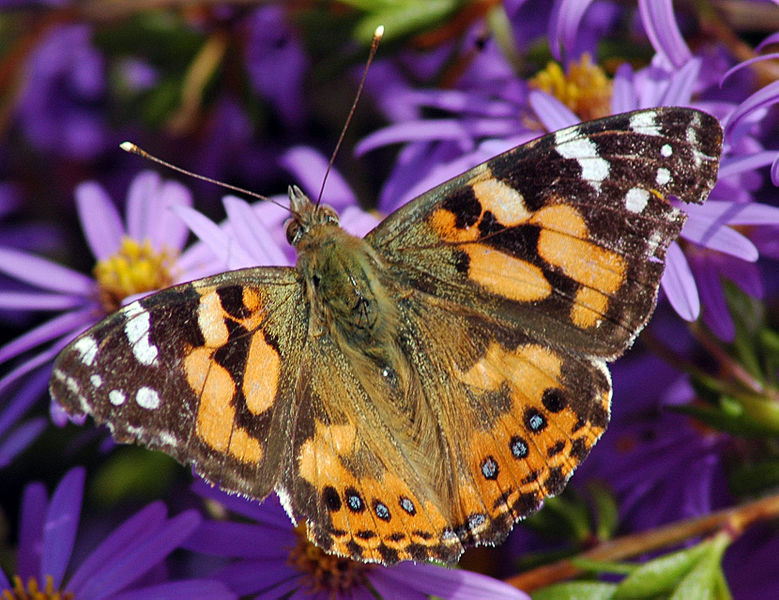 File:Australian Painted Lady.jpg