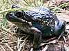 Australian toad.jpg