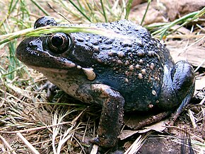 Kuvaus Australian toad.jpg -kuvasta.