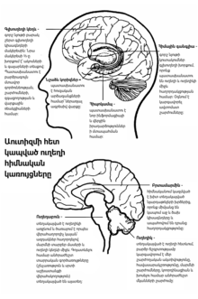 Two diagrams of major brain structures implicated in autism. The upper diagram shows the cerebral cortex near the top and the basal ganglia in the center, just above the amygdala and hippocampus. The lower diagram shows the corpus callosum near the center, the cerebellum in the lower rear, and the brain stem in the lower center.