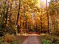 Autumn forest - Flickr - Stiller Beobachter (3).jpg