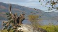 Fichier:Automne dans le parc provincial de Mara, surplombant le lac, des vols d'oies appellent d'overhead.webm