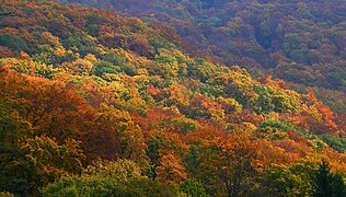 A Bükk-vidék hegyvidéki részének erdőségei ősszel